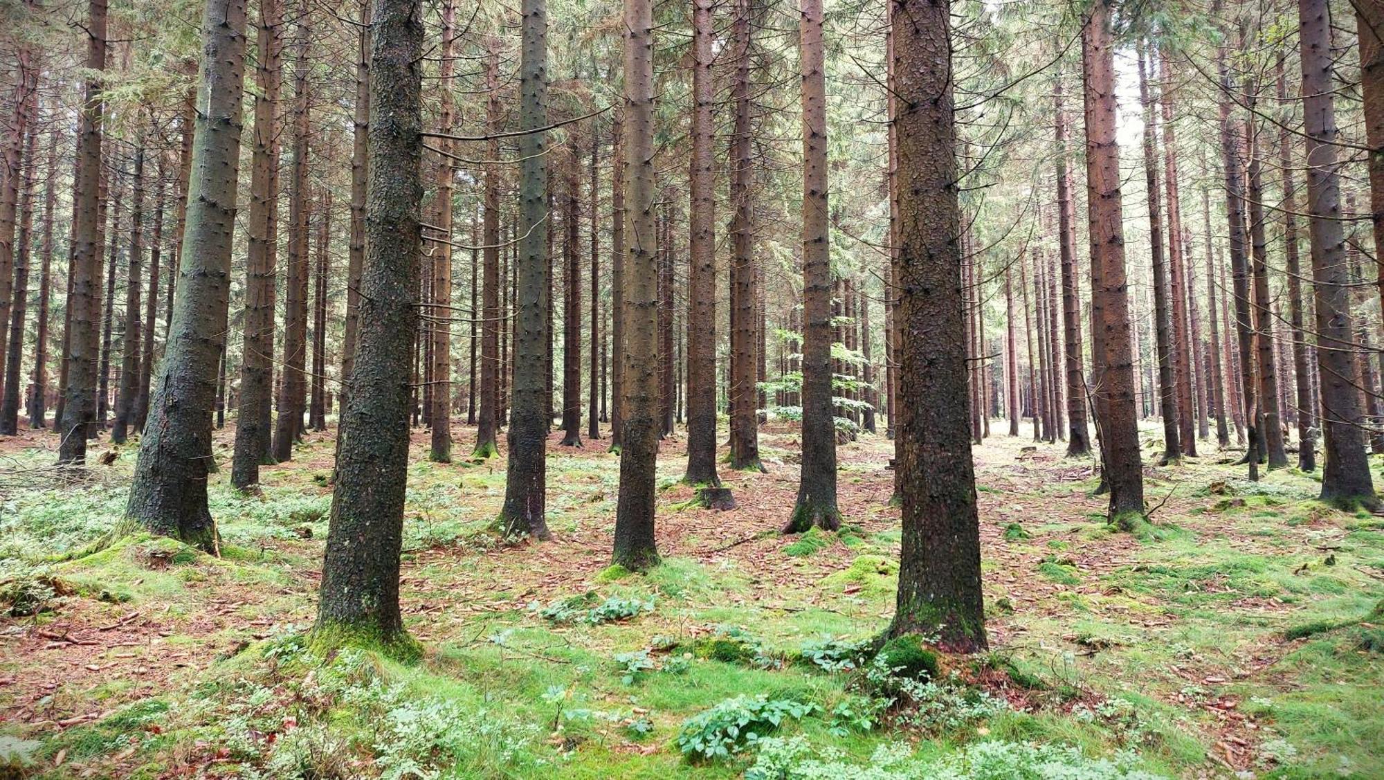 Fewo Silberborn - Weserbergland Lejlighed Holzminden Eksteriør billede