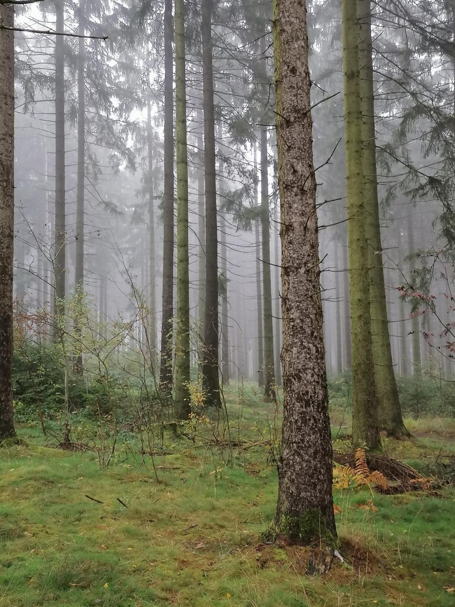 Fewo Silberborn - Weserbergland Lejlighed Holzminden Eksteriør billede