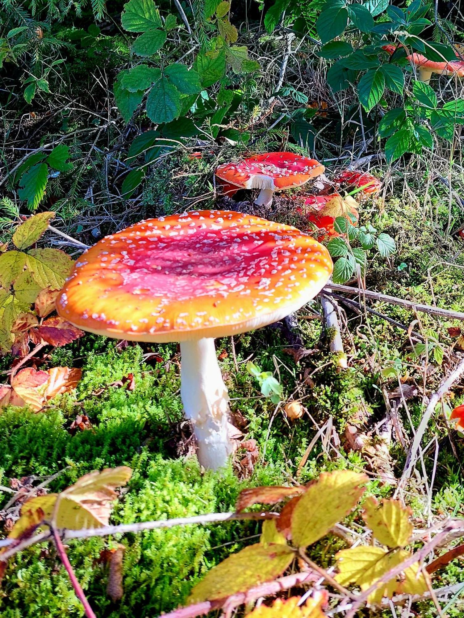 Fewo Silberborn - Weserbergland Lejlighed Holzminden Eksteriør billede